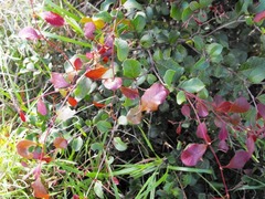 Cadellia pentastylis