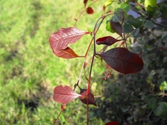 Cadellia pentastylis