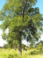 Cadellia pentastylis