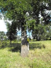 Cadellia pentastylis