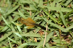 Anura