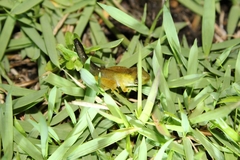 Anura