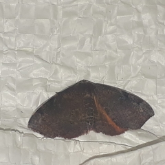 Achrosis rondelaria