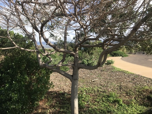 Acacia koa observed 2021-12-29