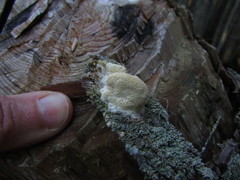 Rigidoporus cuneatus