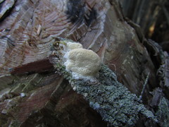 Rigidoporus cuneatus