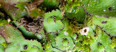 Asterella tenella