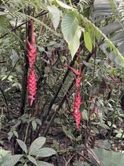 Heliconia ramonensis
