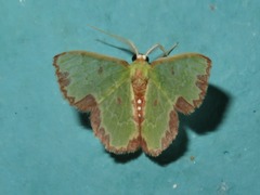 Synchlora decorata