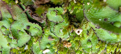 Asterella tenella