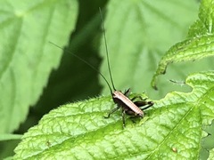 Pholidoptera
