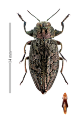 Chrysobothris verdigripennis