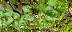 Asterella tenella