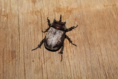 Scarabaeoidea