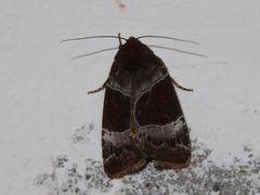 Hampsonodes mastoides