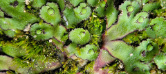 Asterella tenella