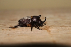 Scarabaeoidea