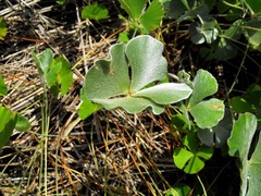 Marsilea hirsuta