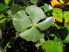 Marsilea hirsuta