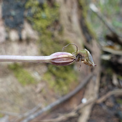 Chiloglottis valida