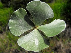 Marsilea hirsuta