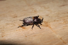 Scarabaeoidea