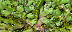 Asterella tenella