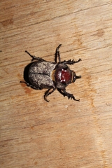Scarabaeoidea