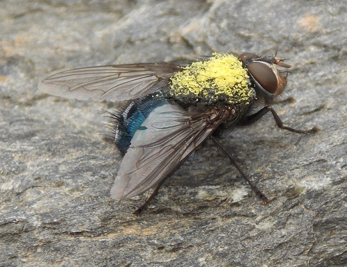 Blaue Schmeißfliege