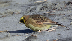 Eremophila alpestris strigata