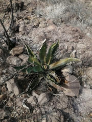 Agave sobria sobria