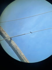 Anthracothorax veraguensis