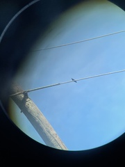 Anthracothorax veraguensis