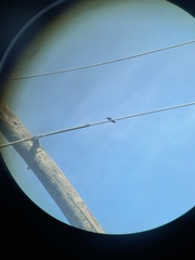 Anthracothorax veraguensis