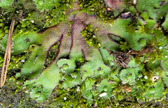 Asterella tenella