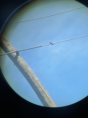 Anthracothorax veraguensis