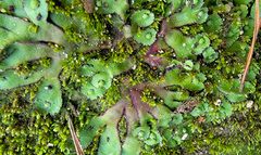 Asterella tenella