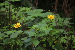 Tithonia tubaeformis