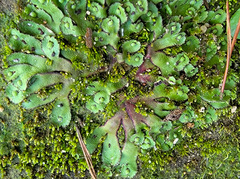Asterella tenella