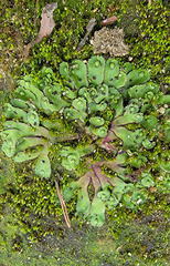 Asterella tenella