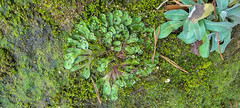 Asterella tenella