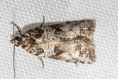 Harmologa amplexana