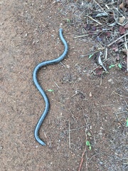Afrotyphlops schlegelii