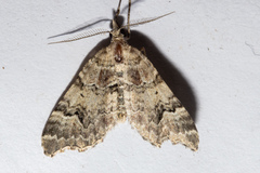 Helastia cryptica