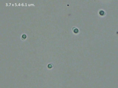 Rigidoporus cuneatus