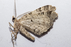 Helastia cryptica