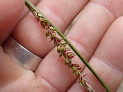 Carex solandri