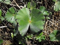 Marsilea hirsuta