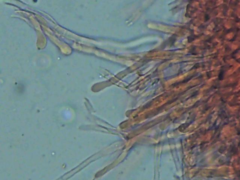 Rigidoporus cuneatus
