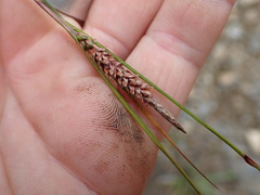 Carex solandri